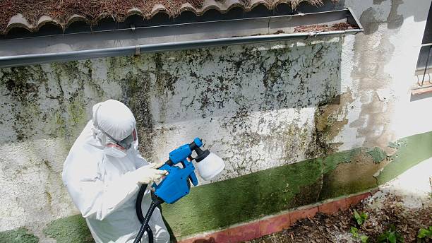 Trusted Black Mold Removal service in Lemoyne, PA - Cheap Mold Removal